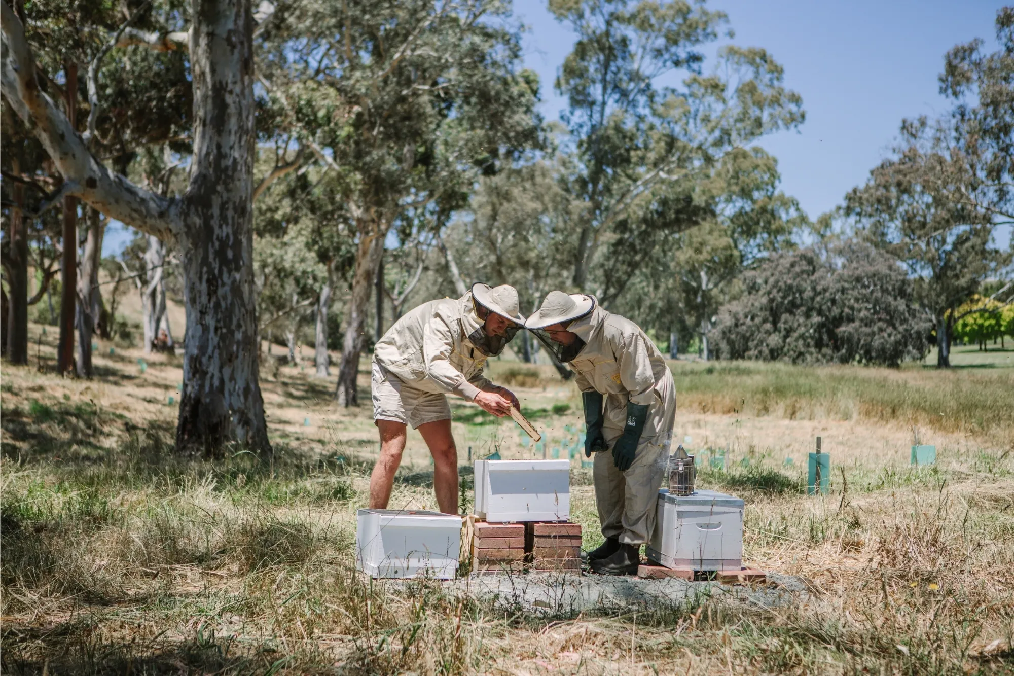 Bees