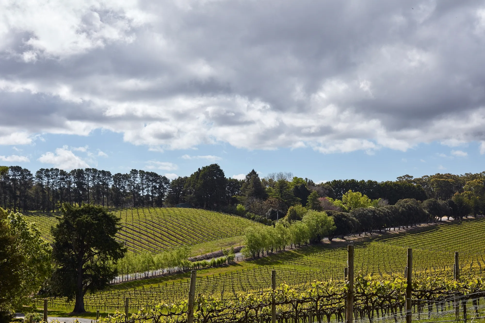 Lenswood Vineyard