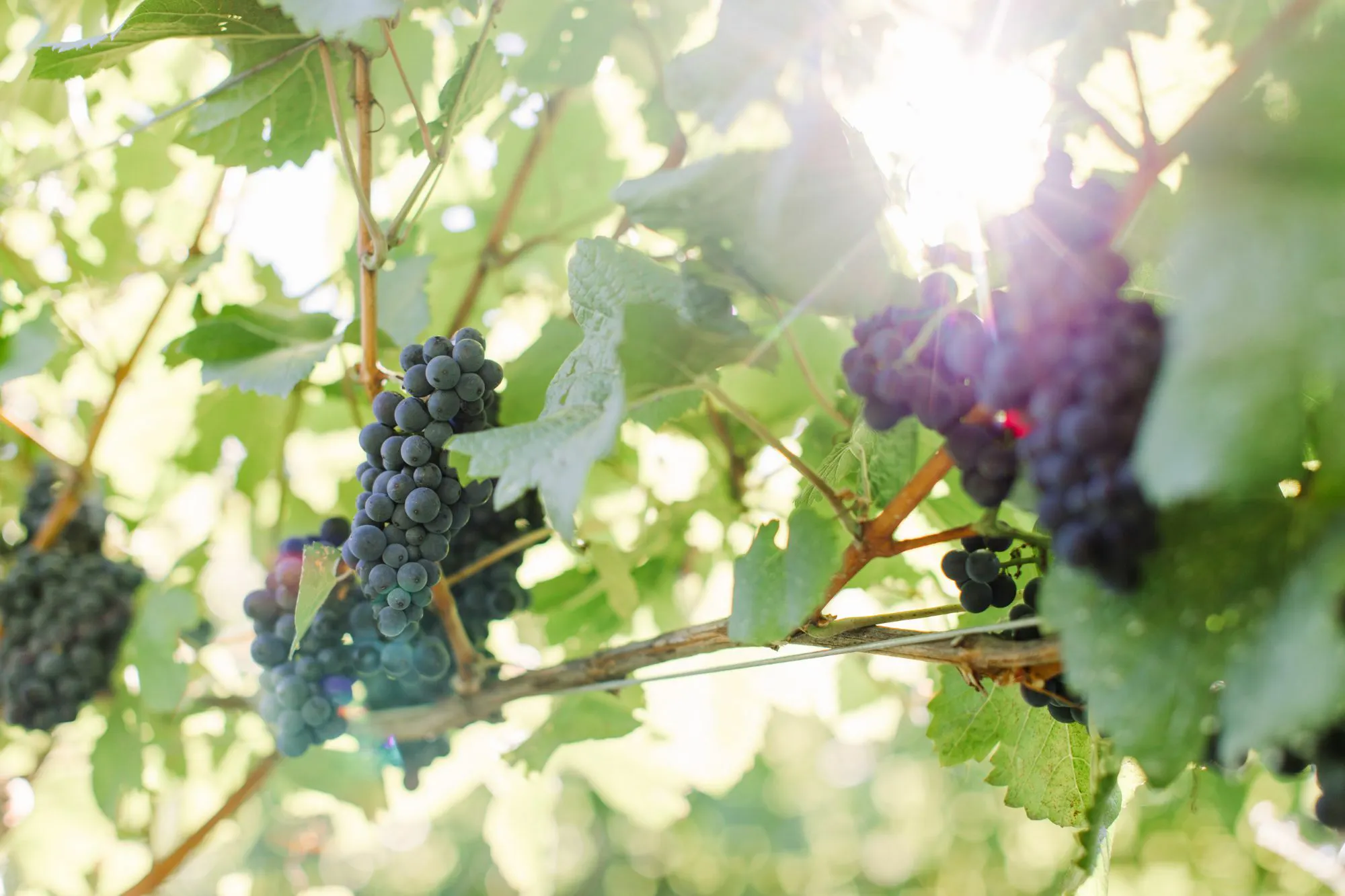 Pinot Noir Vines