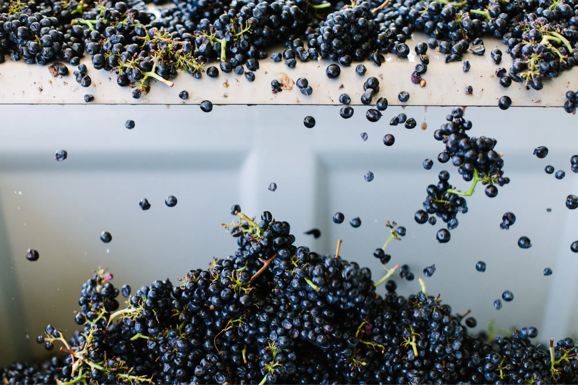 Red grapes