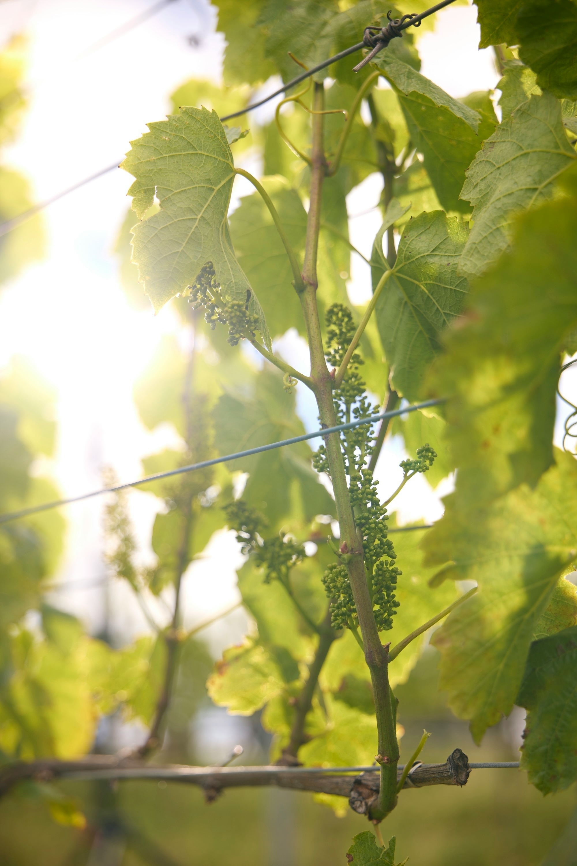 Shaw Smith NOV25 0081