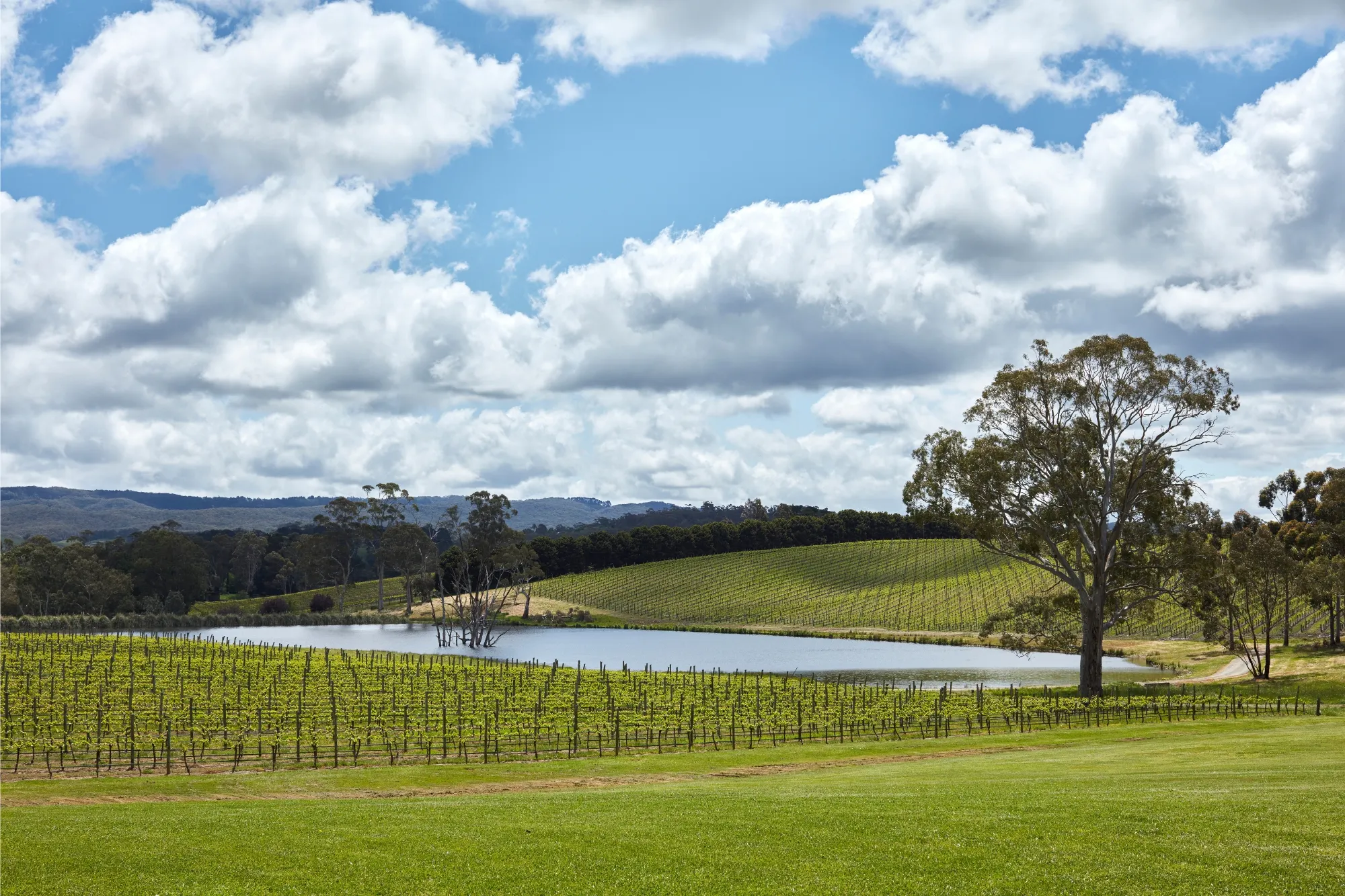 Balhannah Vineyard 2