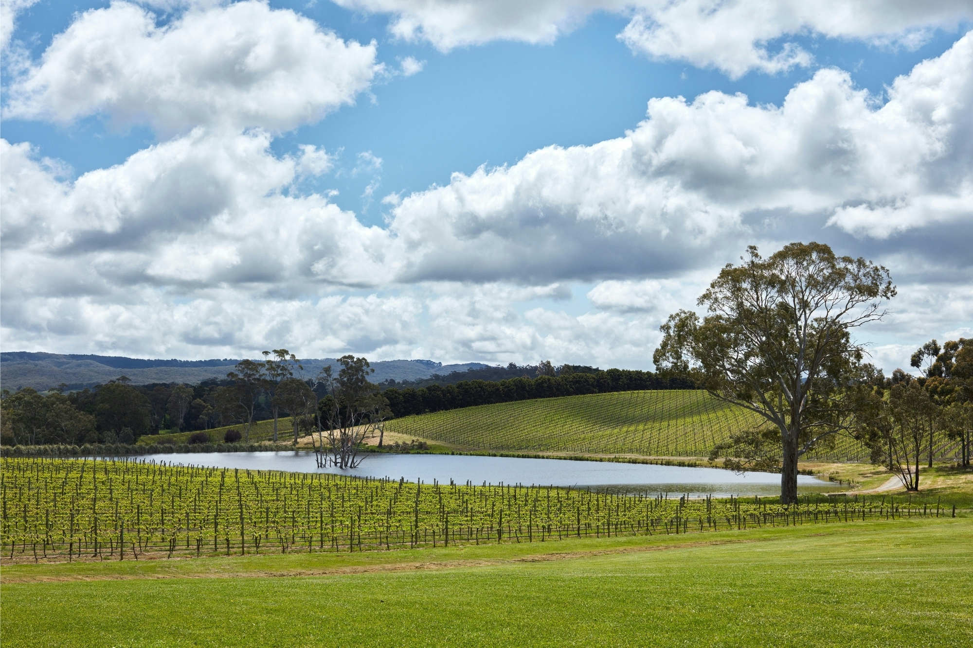 Balhannah Vineyard 2