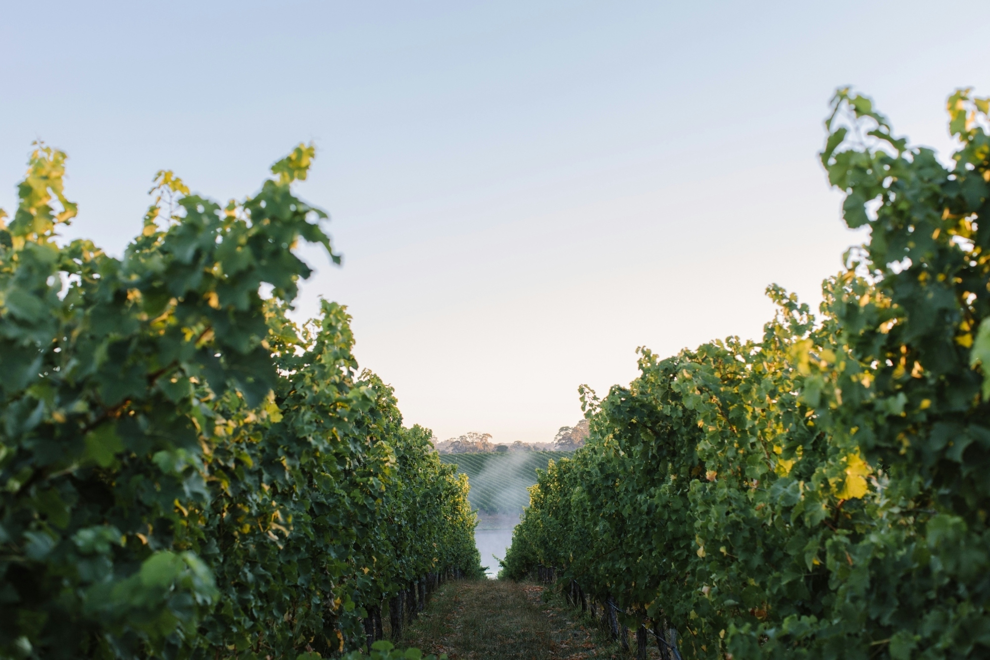 Balhannah Vineyard Mist
