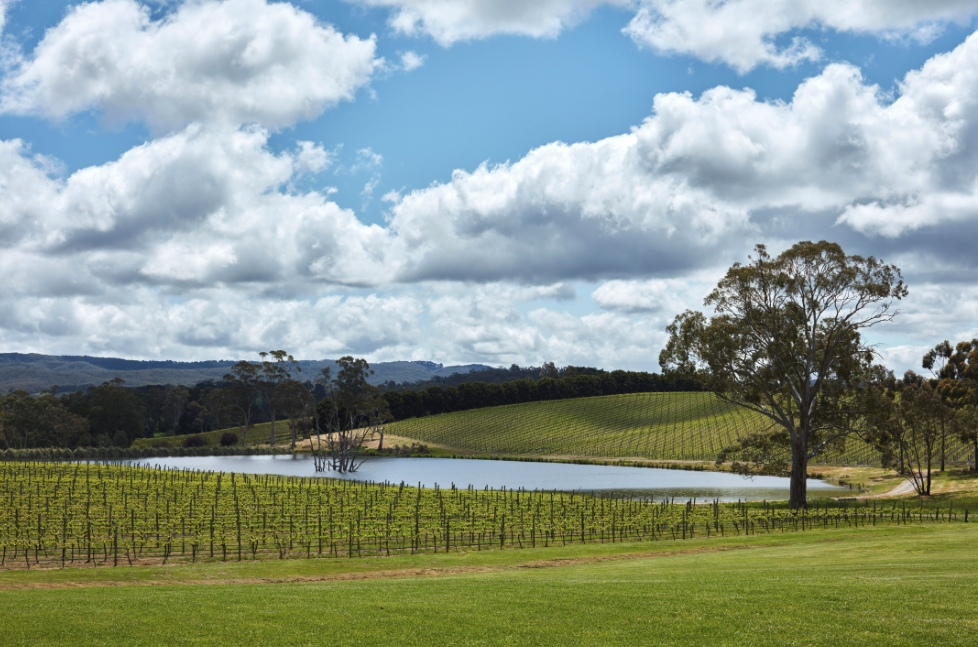 Balhannah Vineyard