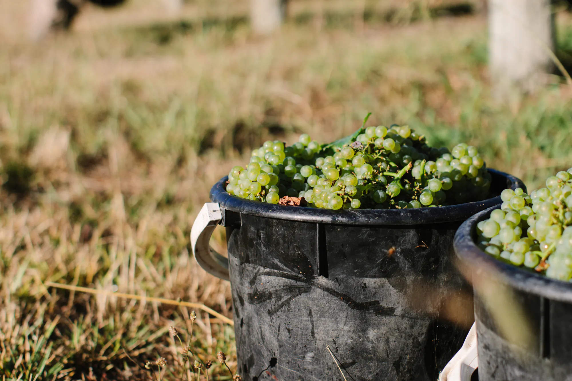 Chardonnay buckets