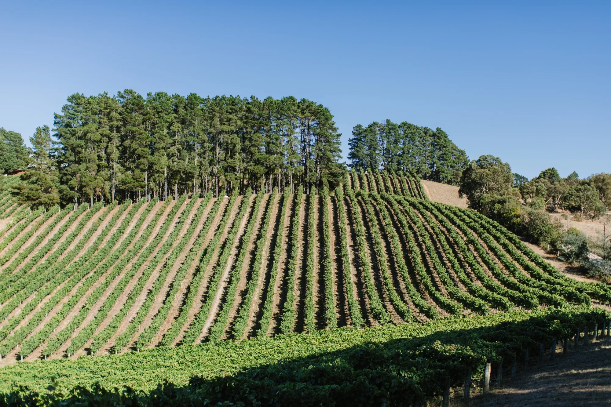 Lenswood Vineyard