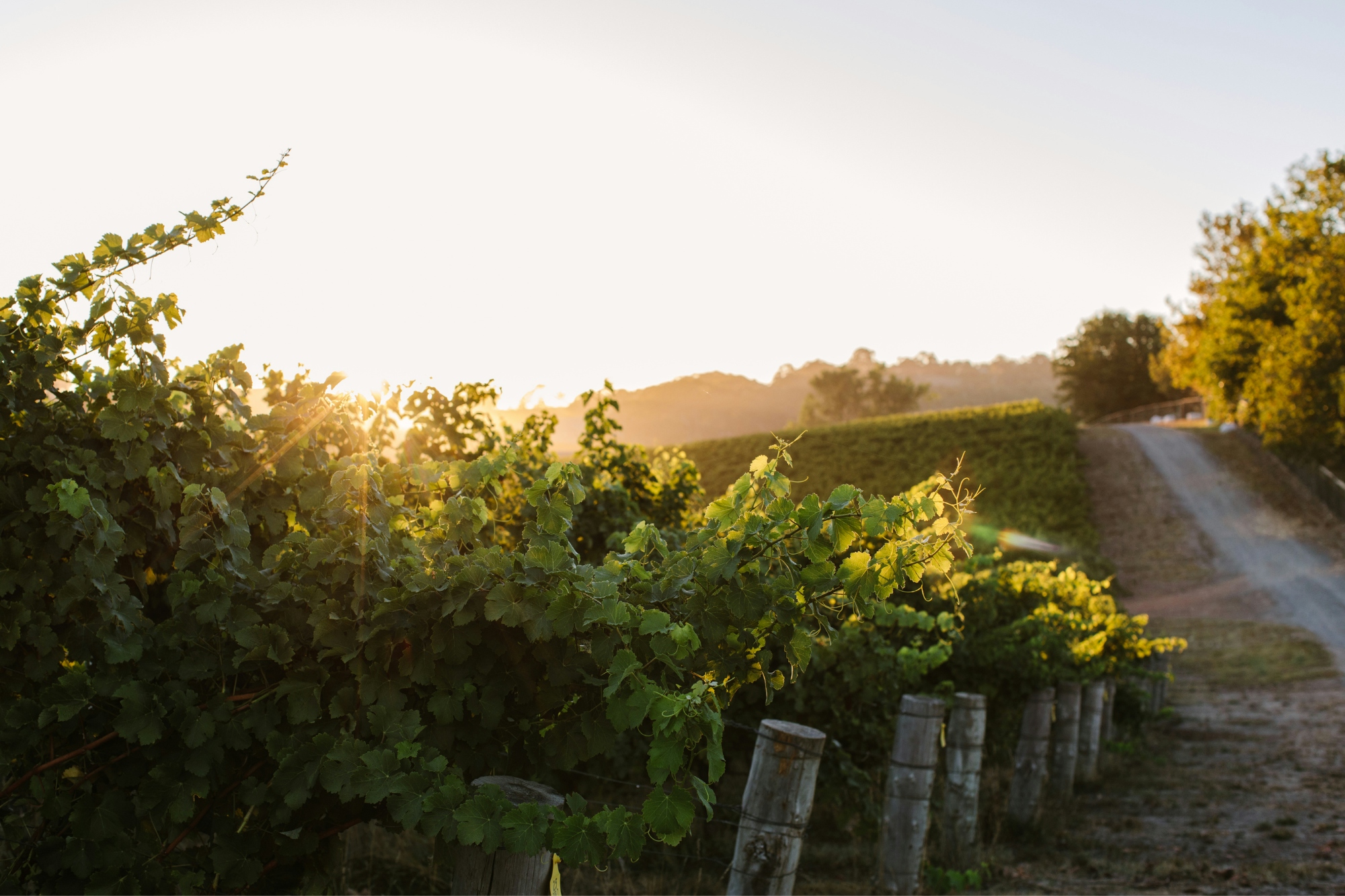 Sunrise vines Balhannah