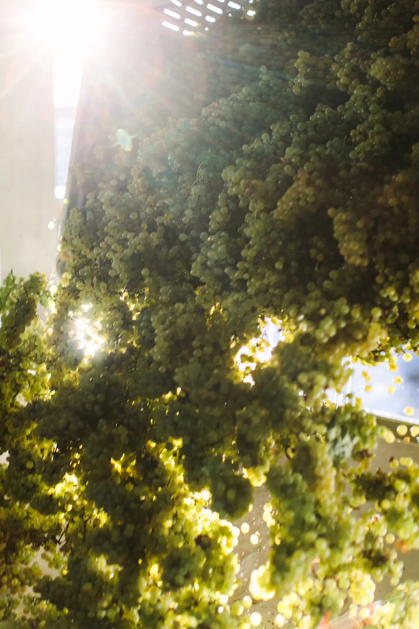 White grapes crush