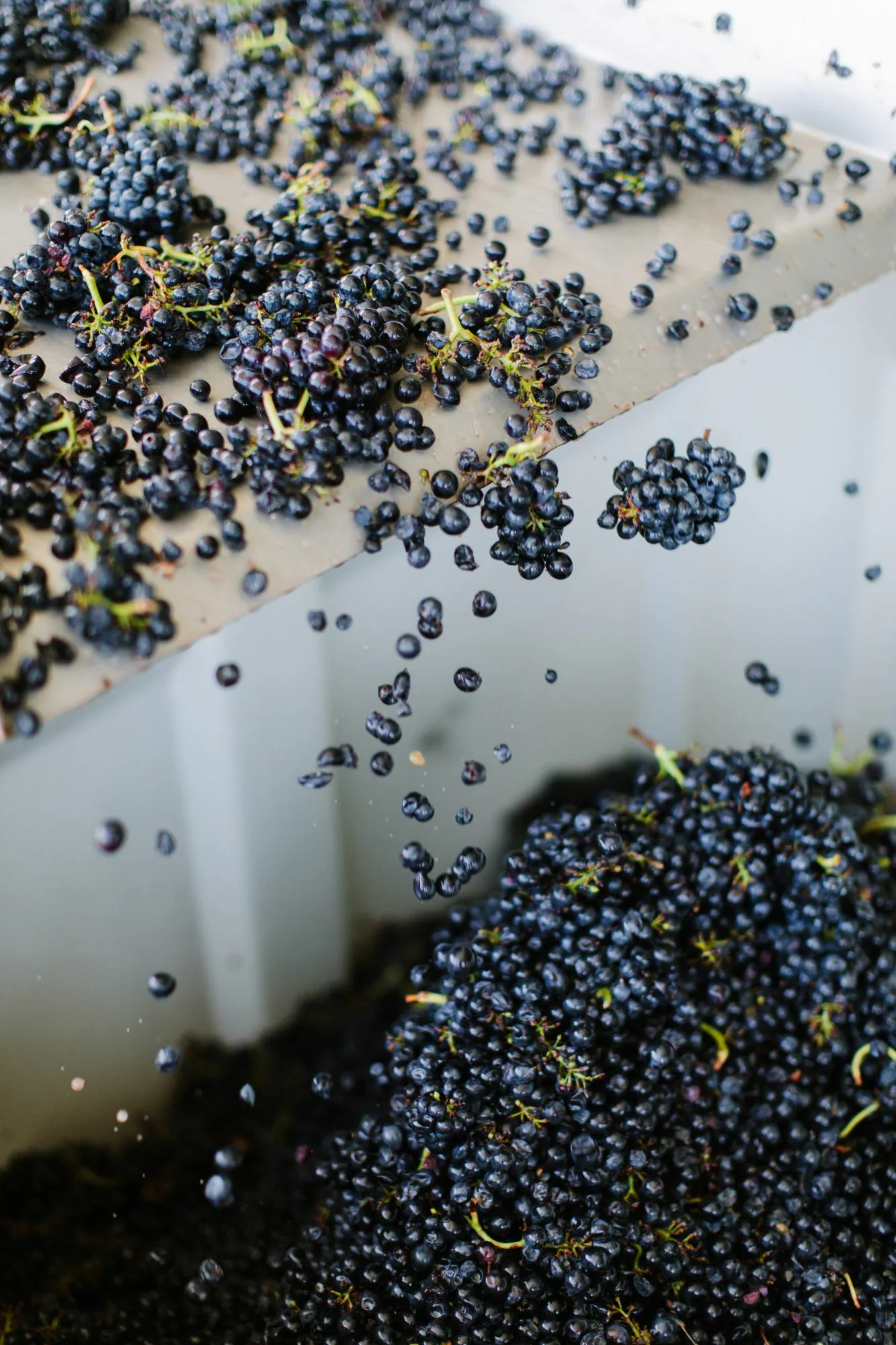 Red grapes